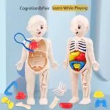 Human Body Model for Kids